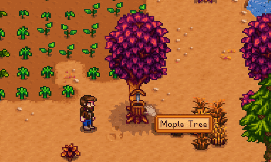 How to Get Maple Syrup in Stardew Valley?
